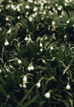 Blooming the spring flowers Stock Photos