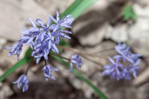 Blooming spring flowers Stock Photos