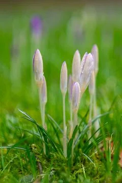Blooming spring flowers Stock Photos