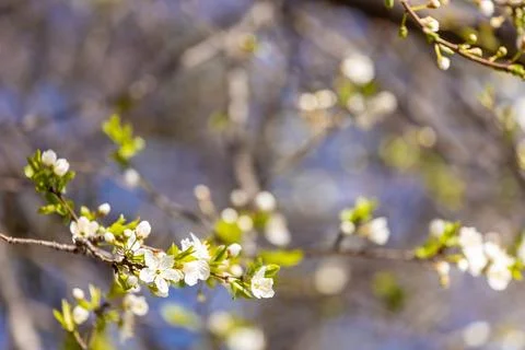 Blooming spring flowers on the tree branch Stock Photos