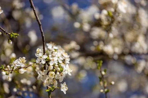 Blooming spring flowers on the tree branch Stock Photos
