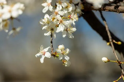 Blooming spring flowers on the tree branch Stock Photos