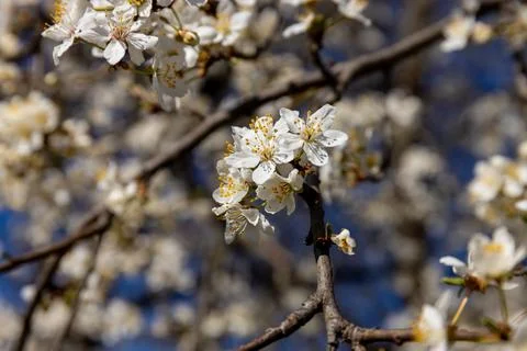 Blooming spring flowers on the tree branch Stock Photos