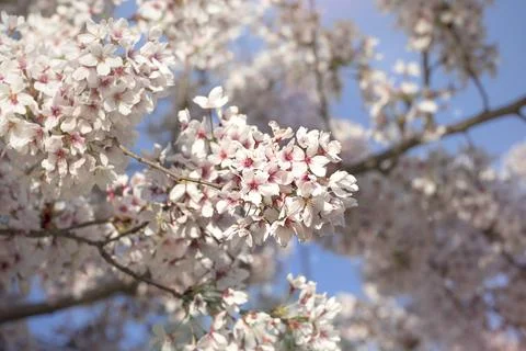 Blooming spring fruit tree branches. Stock Photos