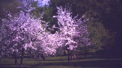 Blooming Spring Garden Stock Footage 130591084