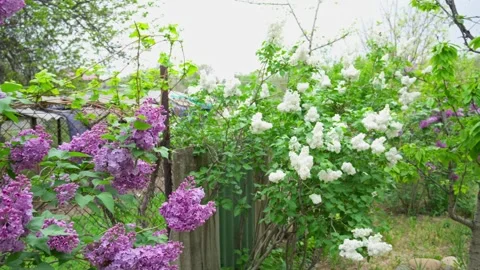Blooming Spring Garden with Lilac and Greenery Stock Footage 334705519