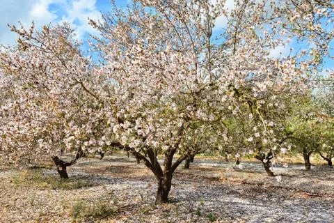Blooming spring garden Stock Photos