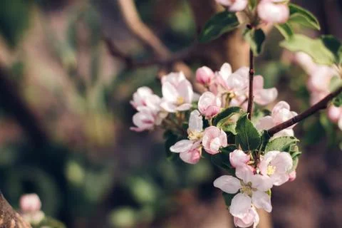 Blooming in the spring garden. Stock Photos