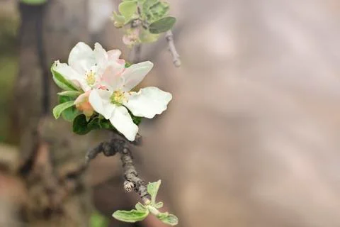 Blooming in the spring garden. Stock Photos