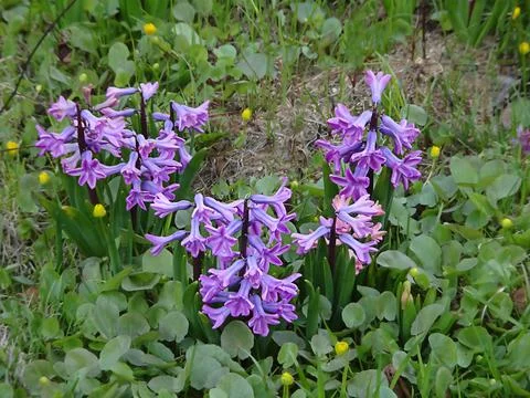 Blooming spring hyacinths among the grass, selective focus Stock Photos