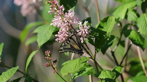 Blooming spring lilac blossoms invite Monarch butterflies to feed on their Stock Footage 171837374