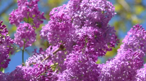 Blooming spring lilac Stock Footage 31758930