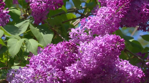 Blooming spring lilac Stock Footage 31759286