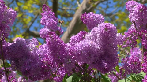 Blooming spring lilac Video stock 31761796