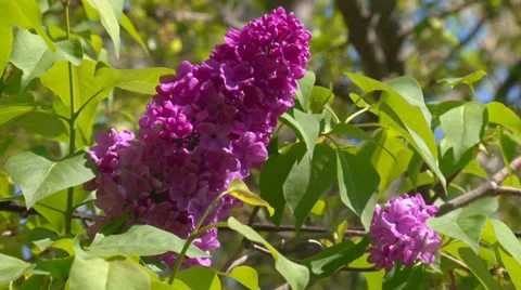 Blooming spring lilac Stock Footage 31762194