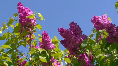 Blooming spring lilac Stock Footage 31762395