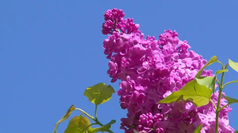 Blooming spring lilac Stock Footage 31762508