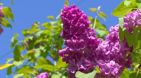 Blooming spring lilac Stock Footage 31762605