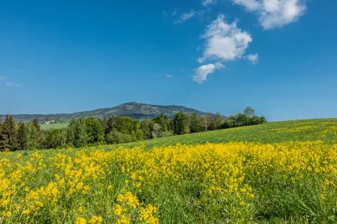 Blooming spring meadow Stock Photos