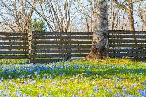 Blooming spring meadow with small blue wildflowers and trees Stock Photos