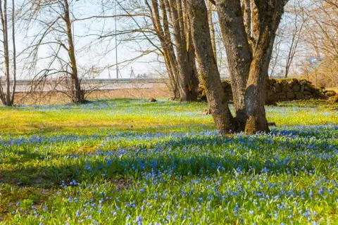 Blooming spring meadow with small blue wildflowers and trees Stock Photos