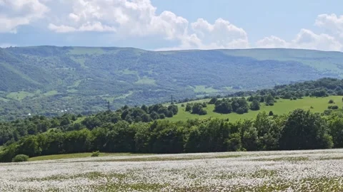 Blooming spring meadow with white chamomile flowers at the foot of green hills Vidéo 315357679