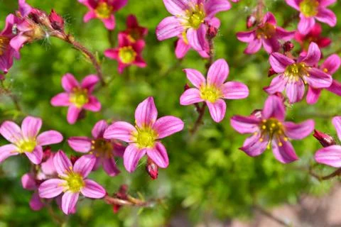 Blooming spring Moss 写真素材