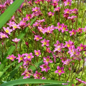 Blooming spring Moss 写真素材