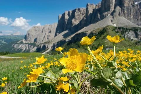 Blooming spring mountain slopes.  Globeflowers  (Trollius Europaeus) Dolomite Stock Photos