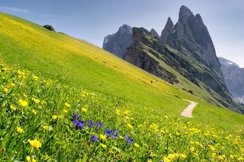 Blooming spring mountain slopes.  Seceda, Dolomites, Italy. Фото