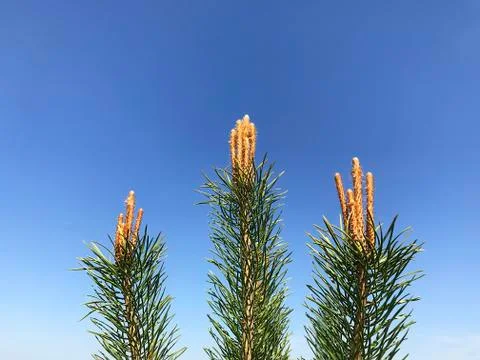 Blooming in spring pine. Stock Photos