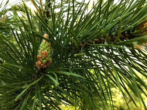 Blooming in spring pine. Stock Photos