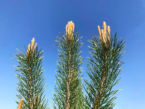 Blooming in spring pine. Stock Photos