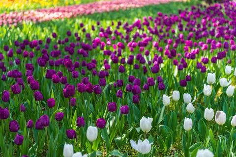 Blooming spring pink, lilac and white tulips flower like background in park.. Photos