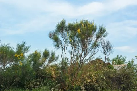 Blooming spring plants Stock Photos