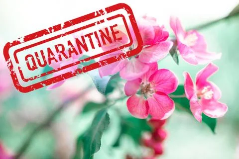 Blooming spring on quarantine Foto stock