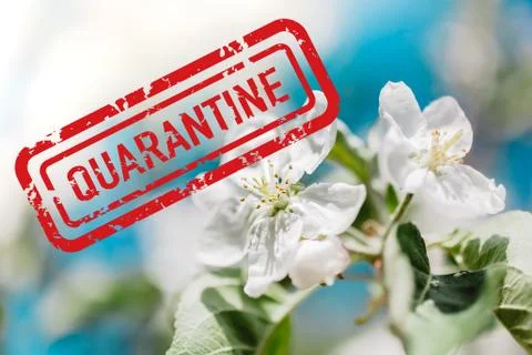 Blooming spring on quarantine Stock Photos
