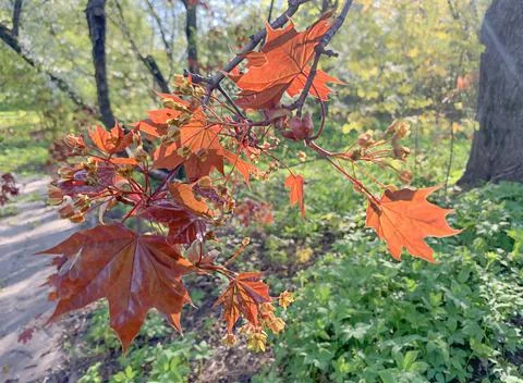 Blooming spring red maple on blurred background, selective focus Stock Photos