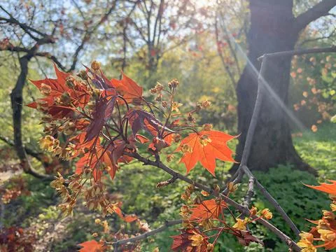 Blooming spring red maple on blurred background, selective focus Stock Photos