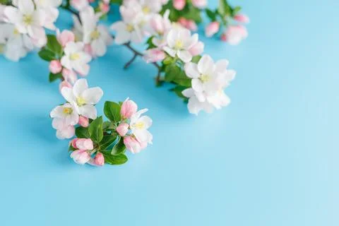 Blooming spring sakura on a blue background with space for a greeting messa.. Foto stock