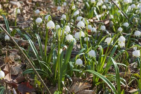Blooming spring snowflakes Stock Photos