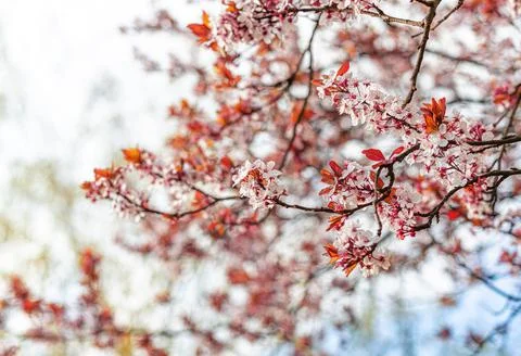 Blooming spring tree against the sky. Stock Photos