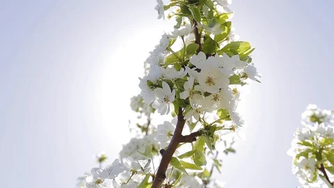 Blooming spring tree branch closeup Stock-Footage 108124719