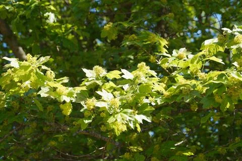 Blooming spring tree close up in sunlight Stock Photos