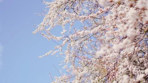 A blooming spring tree with delicate flowers under a bright blue sky. Stock Photos