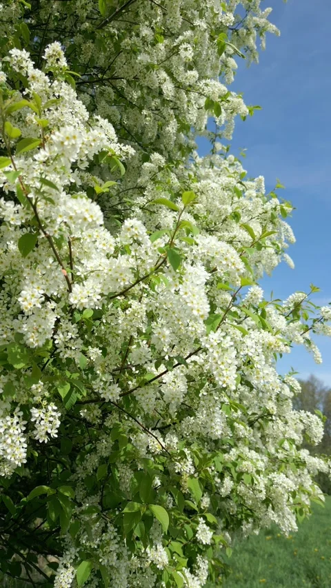 Blooming spring tree with delicate white flowers and green leaves under blue sky Video stock 306515956