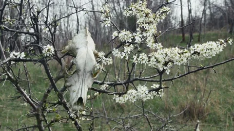 Blooming spring tree with a dog skull on it, in the forest Vídeos de archivo 270975888