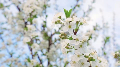A blooming spring tree with flowers on a blue sky background 動画素材 310074917