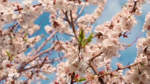 A blooming spring tree with flowers on a blue sky background 스톡 동영상 310074927