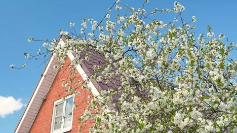 A blooming spring tree with flowers on a blue sky background Stock Footage 310074947